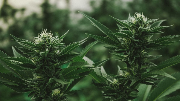 MEDICAL MARIJUANA: BENEFITS AND SIDE EFFECTS